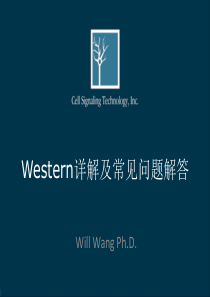 Western-blot实验步骤详解PPT