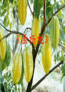 11《画杨桃》PPT课件 (4)