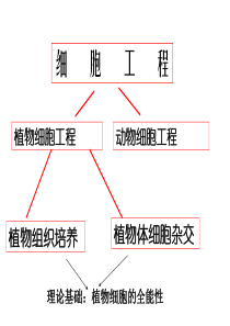 专题二----细胞工程复习课