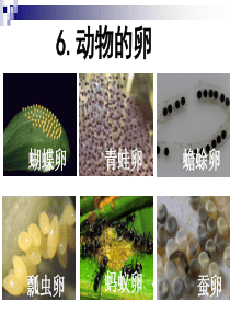 人教版四下科学动物的卵