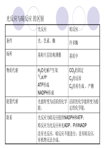 高中生物暗反应与光反应