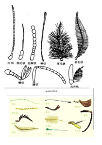 昆虫的触角形状