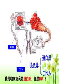 肺炎双球菌的转化实验.ppt