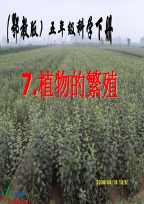 鄂教版小学科学五下《7.植物的繁殖》PPT课件