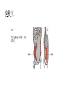 核心肌群训练计划