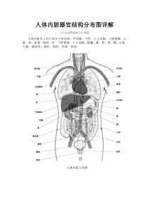 人体内脏器官结构分布图详解