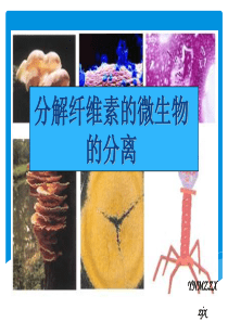 2.3  分解纤维素的微生物的分离