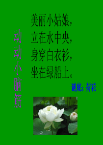 小学语文《荷花》课件