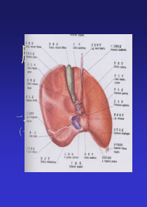 肝脏断层解剖