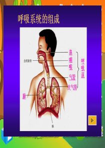 七年级生物下册：第四单元第三章第二节发生在肺内的气体交换5课件 人教版