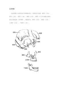 头部骨骼分析