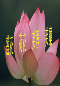 《爱莲说》