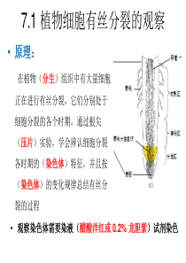 7.1有丝分裂实验2014