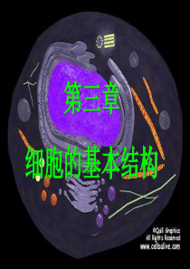 生物：3.1《细胞膜--系统的边界》课件(2)(新人教版必修1)