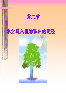 生物：3.3.2《水分进入植物体内的途径》课件3(人教版七年级上)