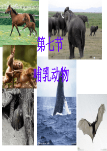 八年级生物上册第七课哺乳动物