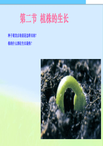 七年级生物_第三单元第二章第二节_植株的生长2_课件人教版精品课件