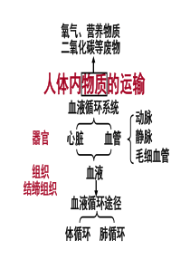 人体内物质的运输复习