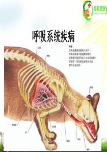 呼吸系统疾病