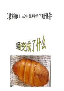 蛹变成了什么