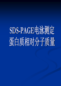 蛋白质电泳SDS-PAGE