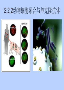 公开课 动物细胞融合与单克隆抗体