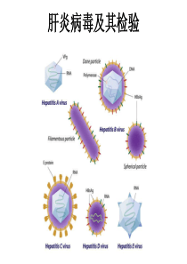 肝炎病毒及其检验-2015年
