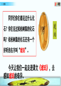 5四年级下册--琥珀