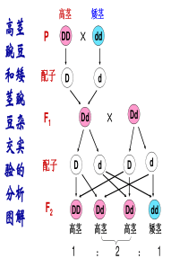 孟德尔分离定律解题思路