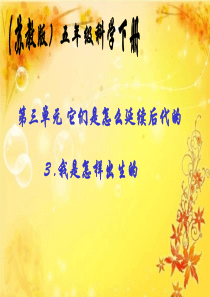 《我是怎样出生的》PPT课件