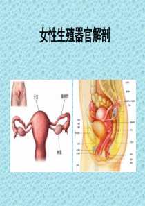 女性生殖器官解剖