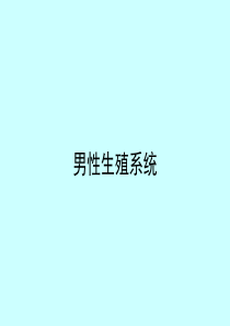 组织胚胎学课件-男性生殖系统