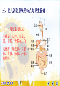 幼儿消化系统及卫生保健