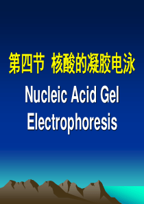 分子生物学实验技术(核酸的凝胶电泳)