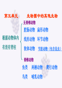 2013新人教版八年级生物上册总复习课件