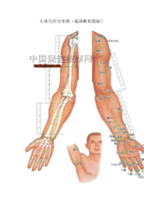 人体穴位分布图(超清晰彩图版)