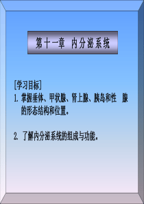 解剖学基础第十一章内分泌系统