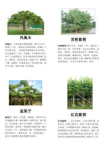 南方几种常见绿化植物介绍