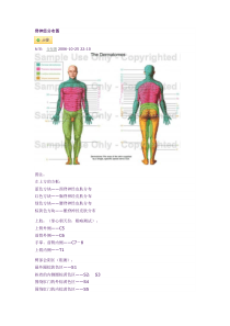 脊神经分布图