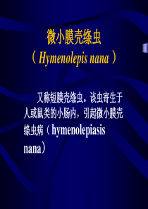 微小膜壳绦虫-(短膜壳绦虫)-(-Hymenolepis-nana