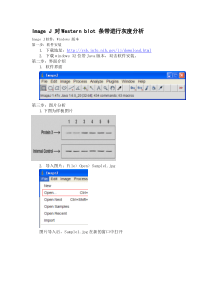 ImageJ对WesternBlot进行灰度分析