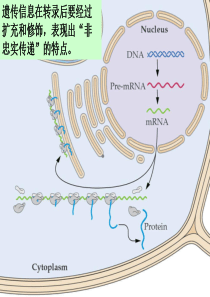 第八章-转录后加工