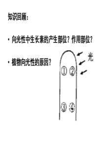 高中生物必修三第三章第二节生长素的生理作用