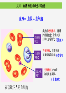 4.2-血流的管道-血管ppt