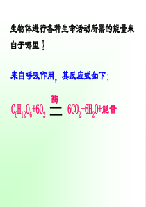 第5节-生物的呼吸和呼吸作用