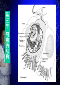 细胞的结构