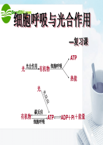 高中生物_细胞呼吸与光合作用复习课件_新人教版必修1