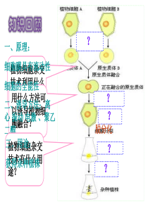 2.2.2动物细胞融合与单克隆抗体的制备课件