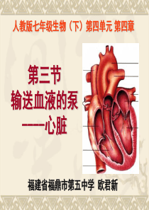 七年级生物下册第四章第三节输送血液的泵---心脏-课件