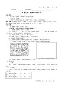 实验报告单：观察叶片的结构